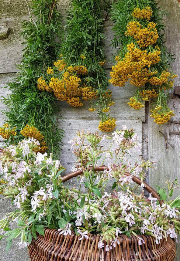 Vaistažolės džiovinamos natūraliai Vaistažolės džiovinamos natūraliai