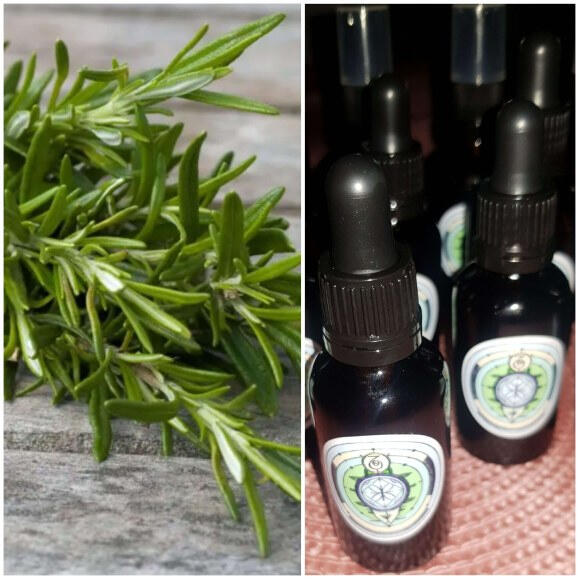 Rozmarinų serumas odai ir plaukams 30-50ml Rozmarinų serumas odai ir plaukams 30-50ml