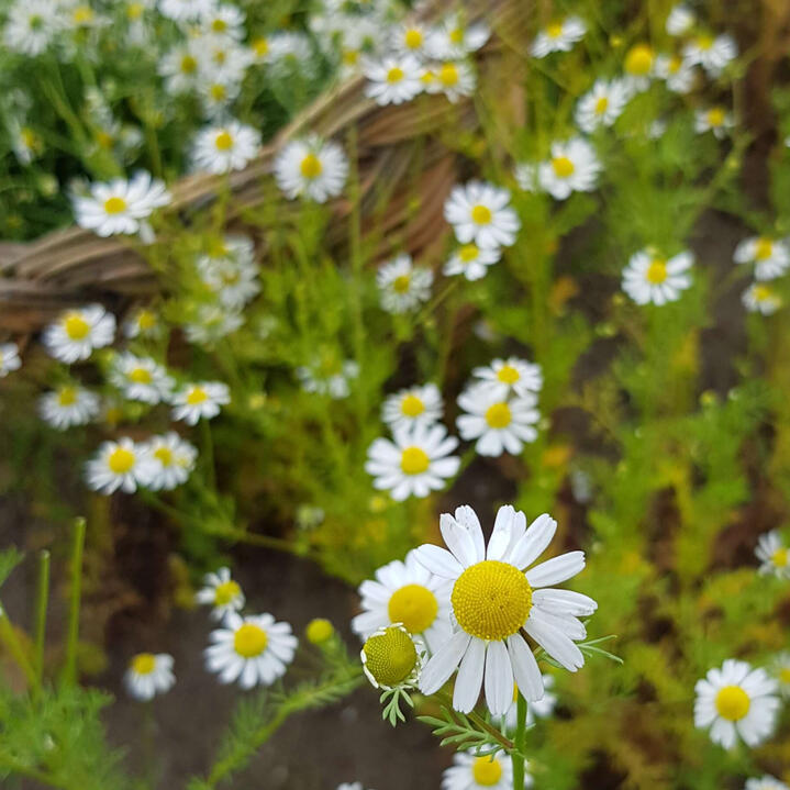 ekologiškų vaistažolių augintoja ir jų mišinių gamintoja