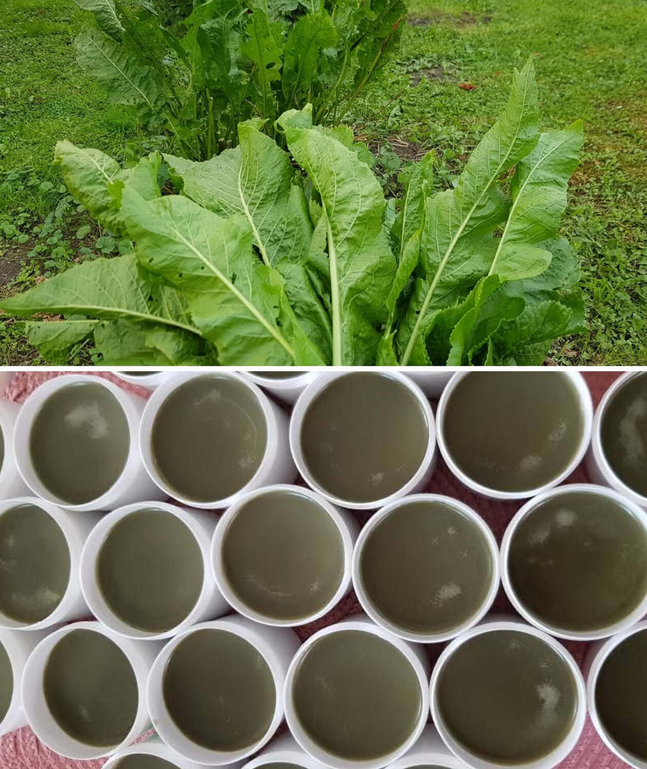 Krienų lapų tepalas 100ml